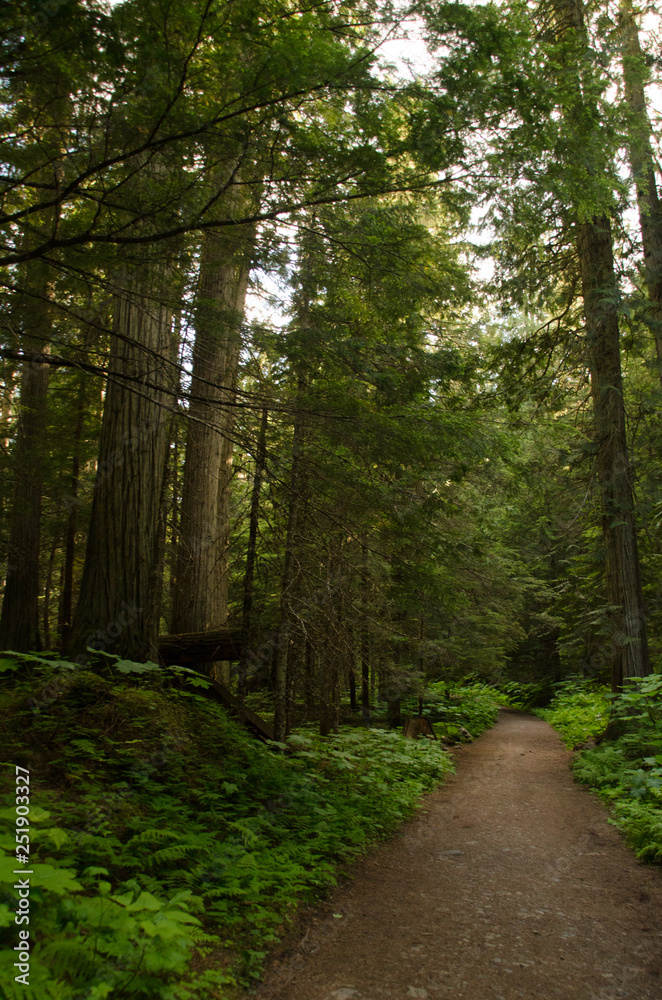 Fototapeta premium Mt. Robson trail