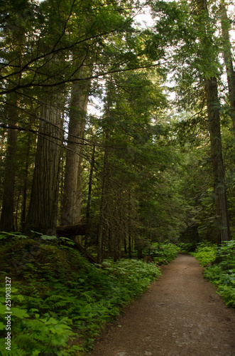 Mt. Robson trail