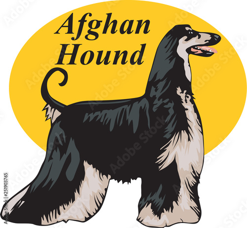 Afghan Hound Vector Illustration