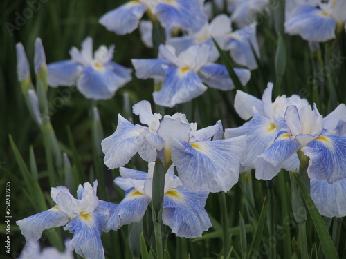 花しょうぶ photo