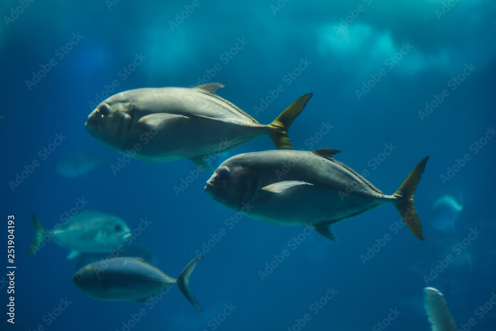 Fototapeta premium Pompano (Trachinotus ovatus).