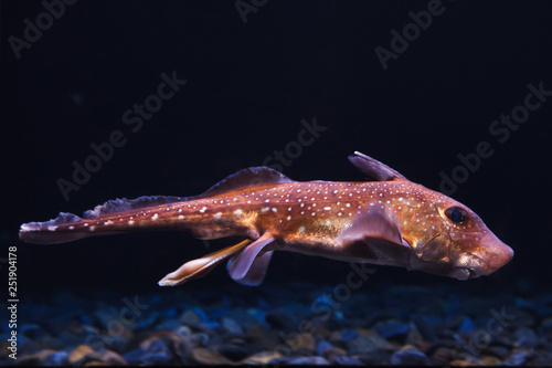 Spotted ratfish (Hydrolagus colliei). photo