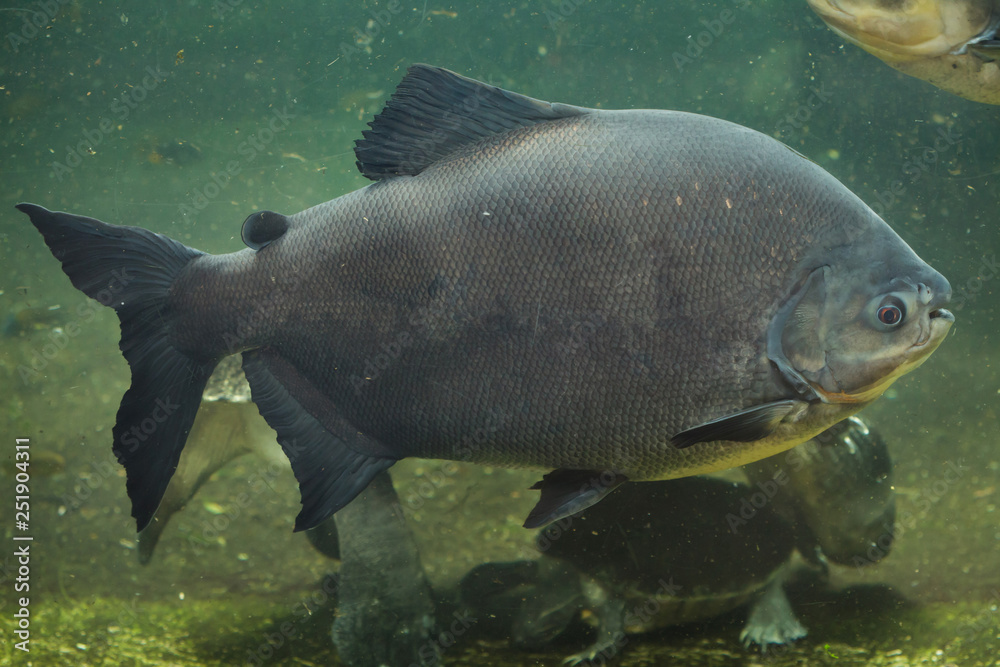 Tambaqui (Colossoma macropomum) Tambaqui (Colossoma macropomum)