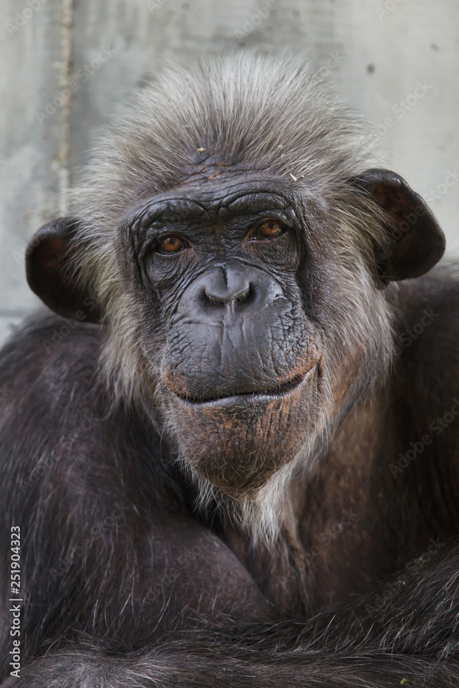 Common chimpanzee (Pan troglodytes) Common chimpanzee (Pan troglodytes)