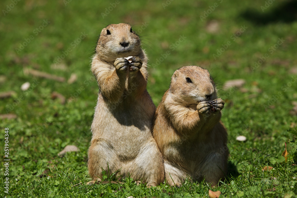 Black-tailed prairie dog (Cynomys ludovicianus)