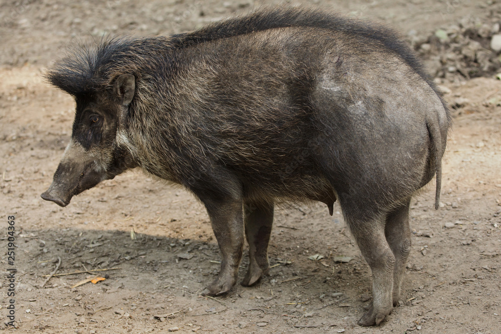 Visayan warty pig (Sus cebifrons). Visayan warty pig (Sus cebifrons).