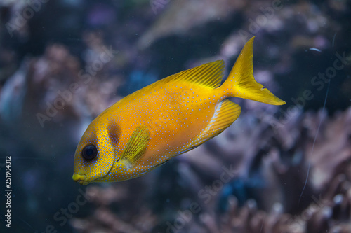 Blue-spotted spinefoot (Siganus corallinus)