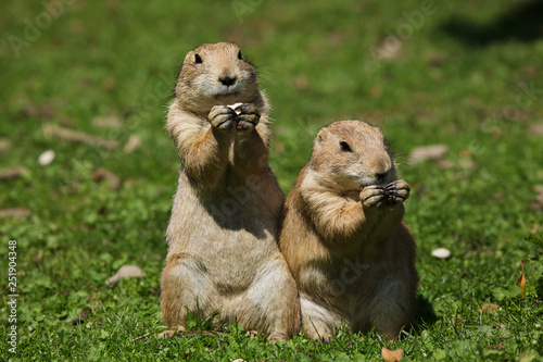 Obraz na płótnie Black-tailed prairie dog (Cynomys ludovicianus) w salonie
