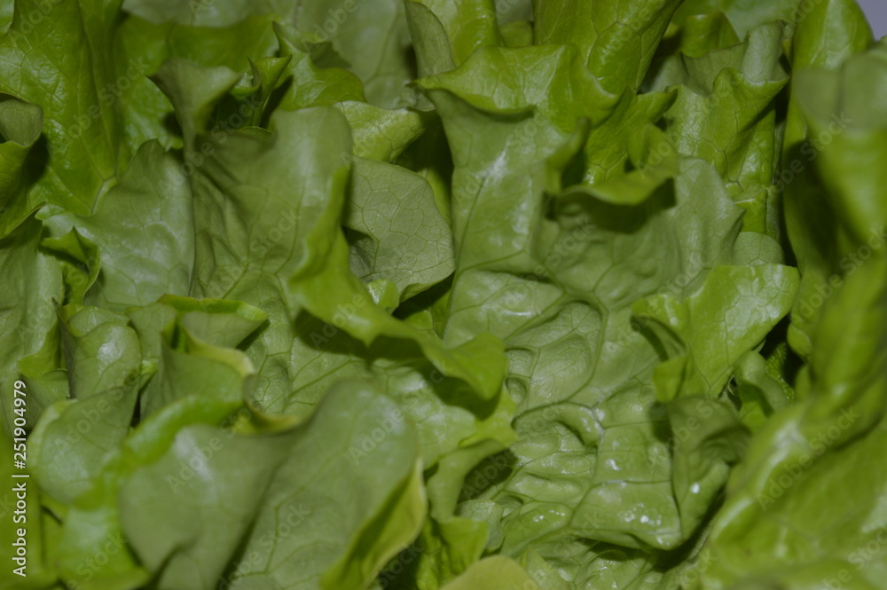 fresh spinach leaves fresh spinach leaves