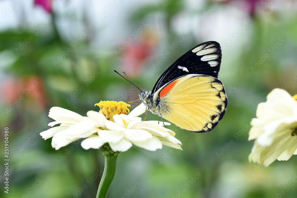 photo of butterfly at Flower in the garden photo of butterfly at Flower in the garden