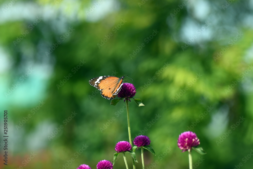 photo of butterfly at Flower in the garden photo of butterfly at Flower in the garden