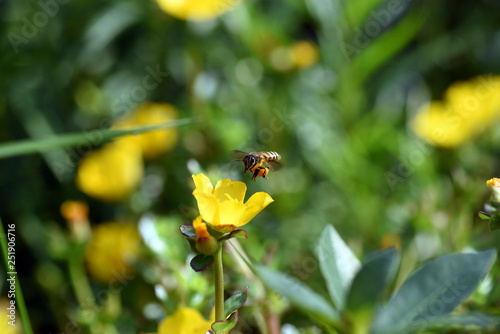 Honey Bee at yellow flower at park 