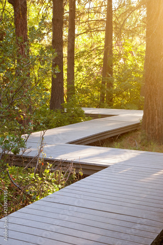 Zig zag winding path through forest. Course correction, change, future, goals concepts.