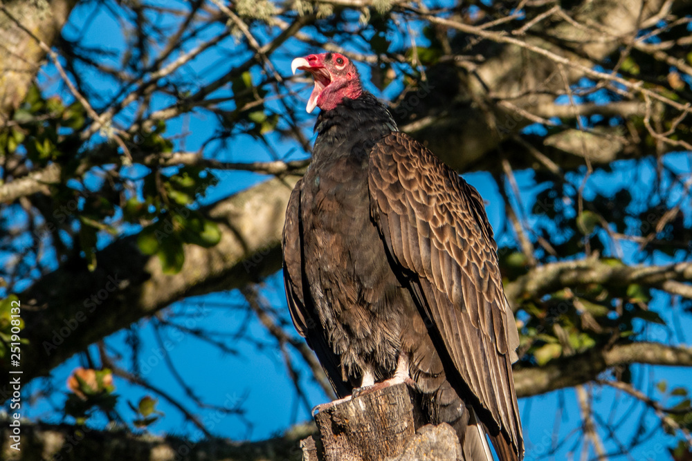 A turkey vulture (Cathartes aura), also know as a turkey buzzard, sits perched in a tree in the hills of Monterey in central California. A turkey vulture (Cathartes aura), also know as a turkey buzzard, sits perched in a tree in the hills of Monterey in central California.