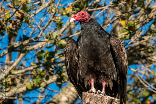 A turkey vulture (Cathartes aura), also know as a turkey buzzard, sits perched in a tree in the hills of Monterey in central California.  
