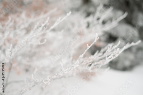 Detail of a single isolated frozen branch of a tree in snowy winter landscape