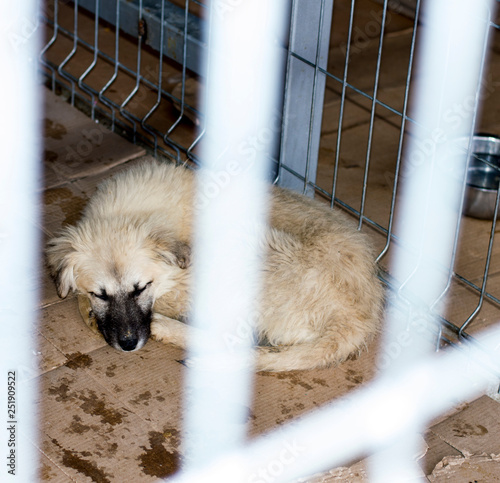 dog sleeping in shelter