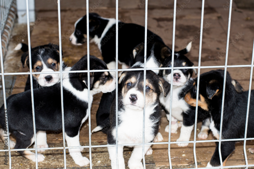 puppies are waiting for the owner in the house shelter