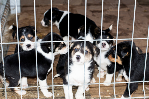 Obraz na płótnie puppies are waiting for the owner in the house shelter w salonie