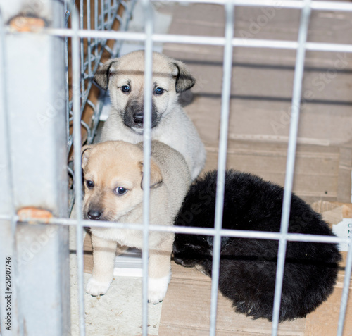three little puppies in the shelter cage