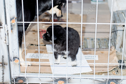dog mom looking at her puppy in the shelter