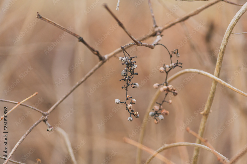 Dried berries on a branch on a field Dried berries on a branch on a field