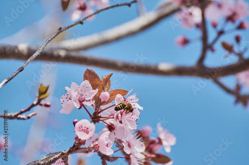 Pretty almond tree with pink flowers in the month of February