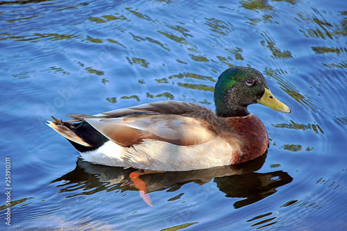 mallard duck anas platyrhynchos