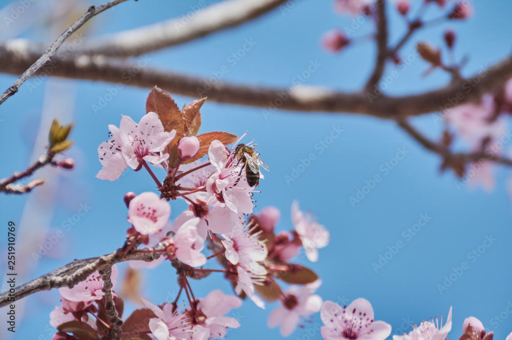 Pretty almond tree with pink flowers in the month of February Pretty almond tree with pink flowers in the month of February