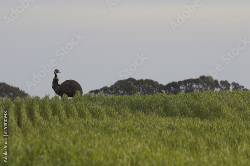 Emu stands on hill top of Australian farm field