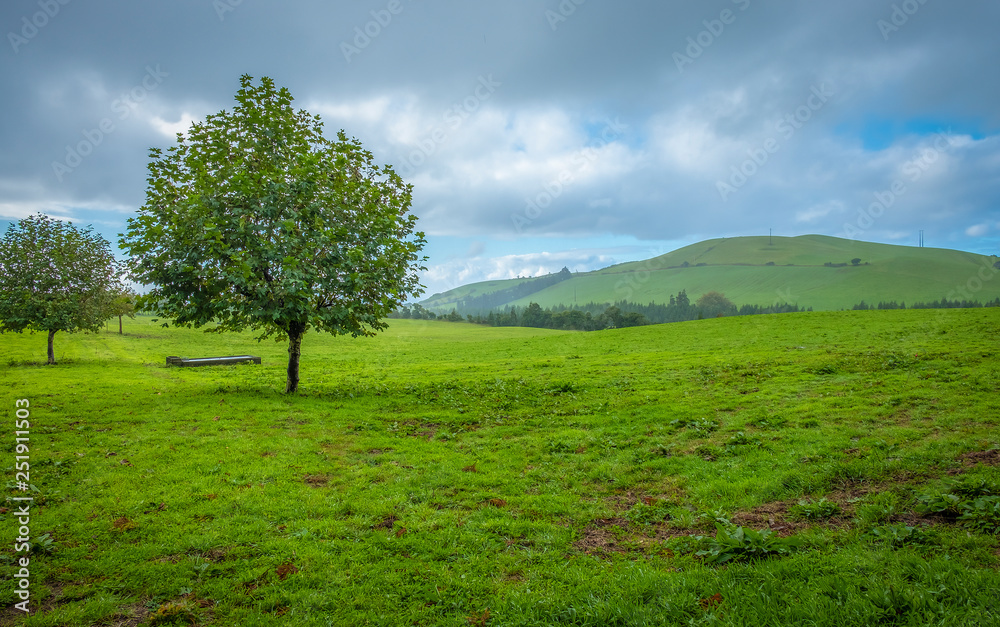 árvore no campo verdejante