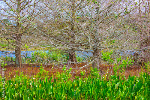 Wild swamp in Florida. Nature lake and forest. 