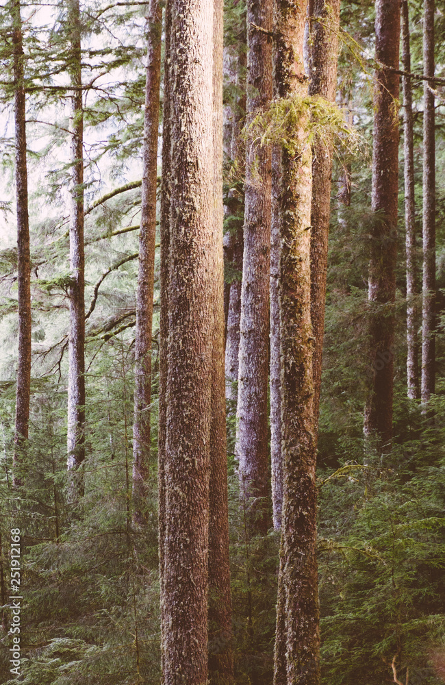 Obraz premium Light on the trunks