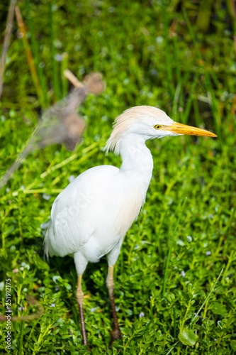 Cattle egret bird. Florida. USA. 