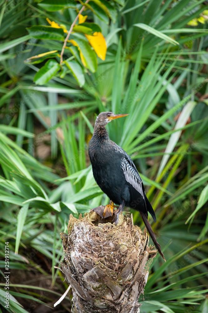 Fototapeta premium Anhinga - snake bird. Florida. USA. 