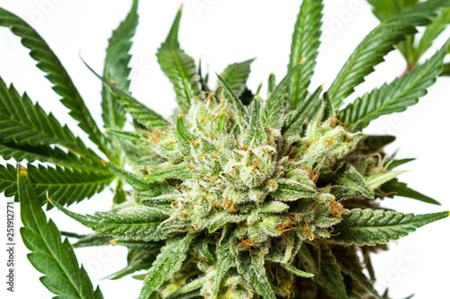 Popular strain of Cannabis