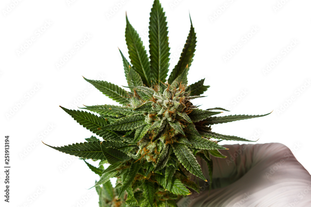 Popular strain of Cannabis