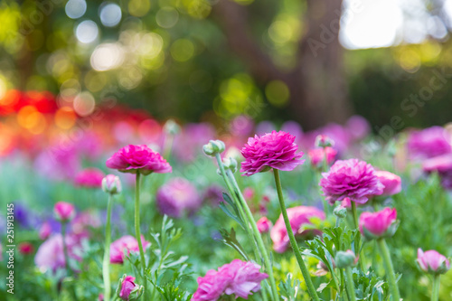 Violet Ranunculus in the garden