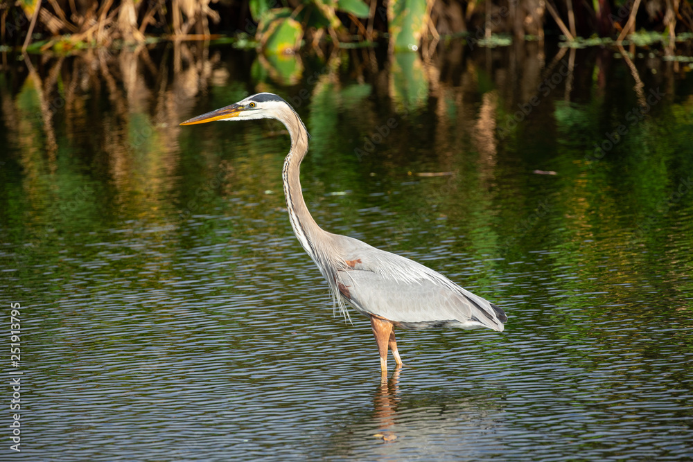 Obraz premium Great blue heron bird. Florida. USA.