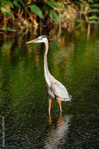 Great blue heron bird. Florida. USA.