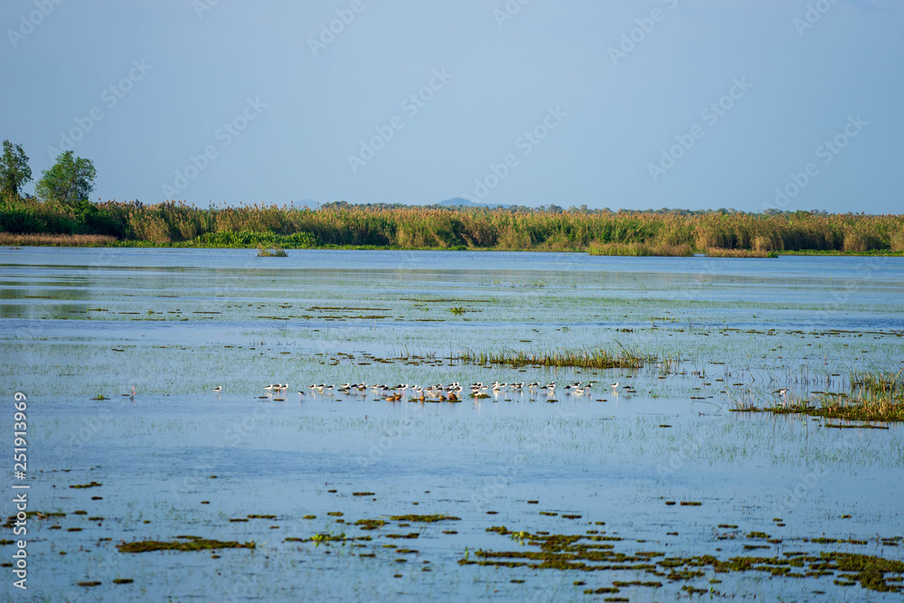 Group of wild bird in the middle of the lake with green field and blue sky.