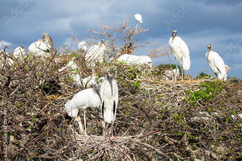 Wood stork birds and nest. Florida. USA. 