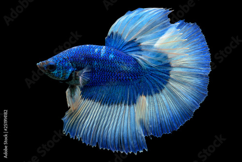 Blue fighting fish isolated on black background