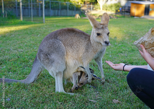 Hand feeding a kangaroo at a park in Brisbane  Australia