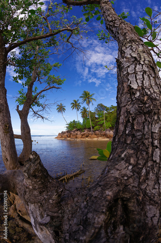 Fototapeta Naklejka Na Ścianę i Meble -  tree on the beach