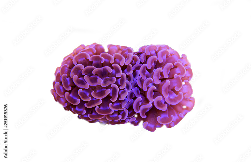 Euphyllia hammer LPS coral isolated shot Euphyllia hammer LPS coral isolated shot