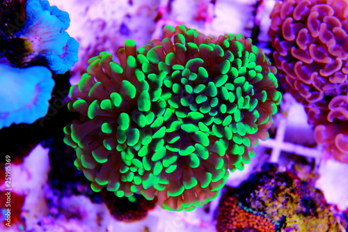 Euphyllia hammer LPS coral isolated shot  photo