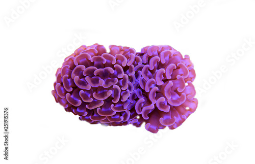 Euphyllia hammer LPS coral isolated shot 