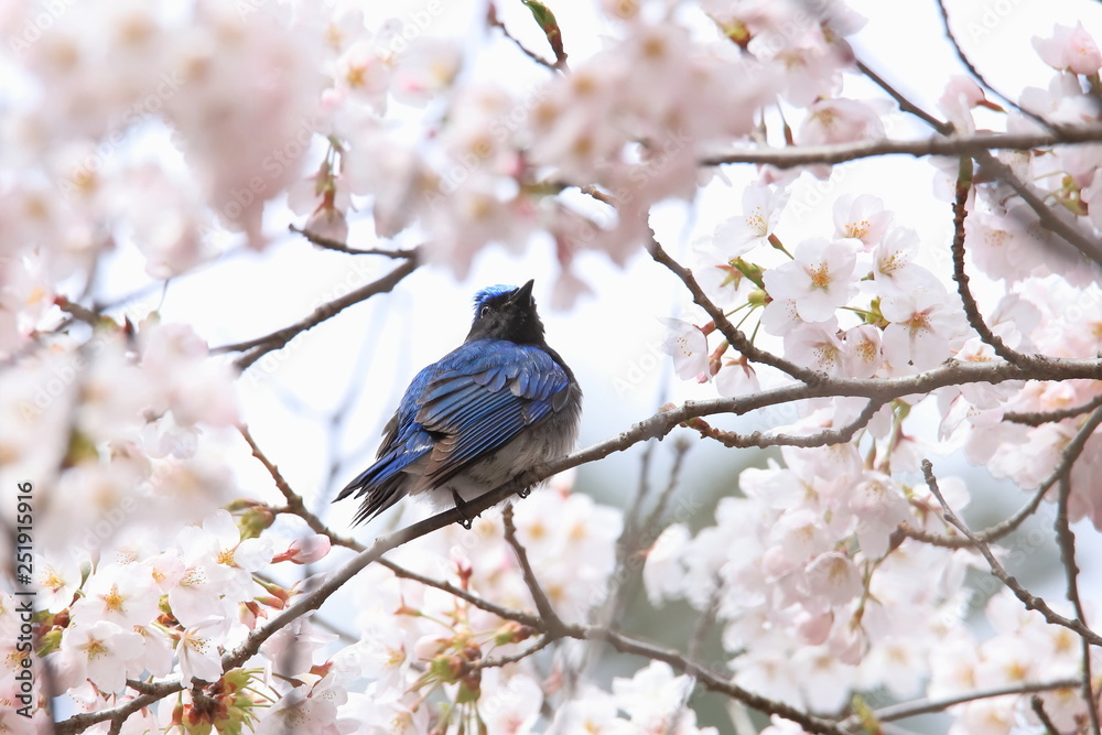 オオルリ Cherry Blossoms & Blue-and-white flycatcher オオルリ Cherry Blossoms & Blue-and-white flycatcher