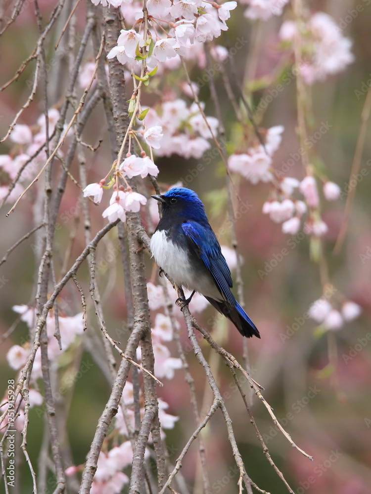 シダレザクラとオオルリ Cherry Blossoms & Blue-and-white flycatcher シダレザクラとオオルリ Cherry Blossoms & Blue-and-white flycatcher